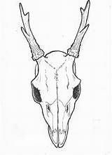 Skull Deer Drawing Easy Head Side Animal Drawings Mule Draw Skulls Horns Tattoos Tattoo Line Getdrawings Paintingvalley Coloring Pages Clipartxtras sketch template