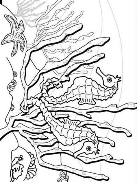 seahorse coloring pages   print seahorse coloring pages