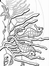 Pages Coloring Seahorse Recommended Color sketch template
