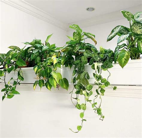 Best Hanging Plants Indoor Simple Guide Indoor Plants World