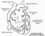 Coronary Arteries Circulation Angiography Veins Cardiac Artery Vessels Posterior Vein sketch template