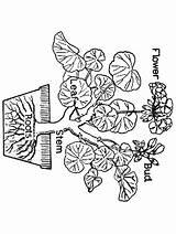 Coloring Primarygames Flowers Pages Science Plants sketch template