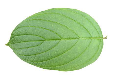 leaf  stock  rgbstock  stock images mzacha march
