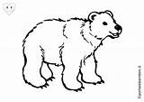 Orso Colorare Kleurplaat Oso Bears Orsi Grizzly Goldilocks Disegni Osos Ours Fargelegge Coloring Koala 20art 20clip Dibujos Beren Immagine Polaire sketch template