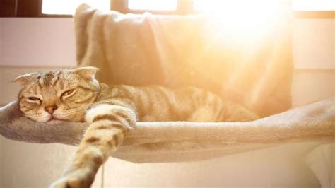5 tips to protect cats from heat
