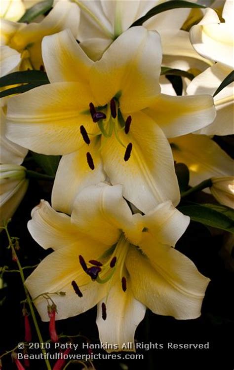 lovely lilies beautiful flower pictures blog