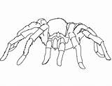Coloring Spider Pages Printable Kids Widow Tarantula sketch template