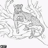 Leopardo Felinos Pintar Resting Dieren Oncoloring Onça sketch template