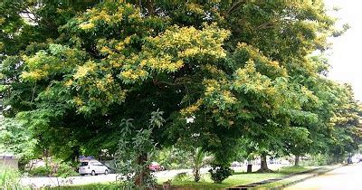 philippines  country  philippine national tree