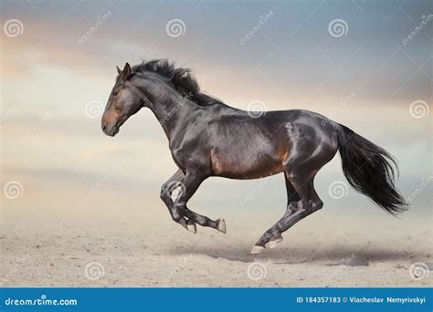 horse galloping  sand stock image image  sand strong