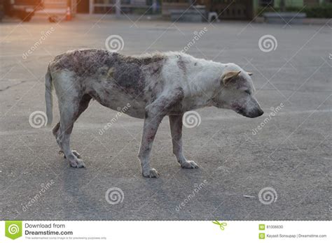 poor mangy dog stock photo image  hungry house floor