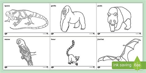 animals   rainforest colouring pages teacher