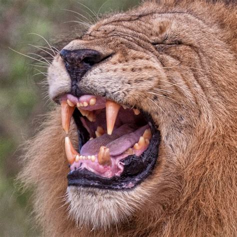 albert esther photography africa lions teeth