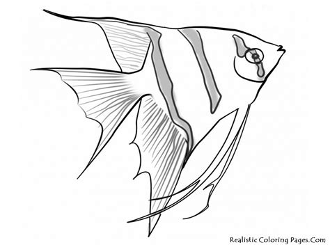 ocean fish drawing  getdrawings