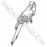 Macaw Scarlet Coloring Pages Click sketch template