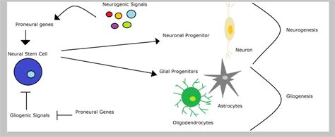 Neural Progenitor Cells Function Markers And Transfection