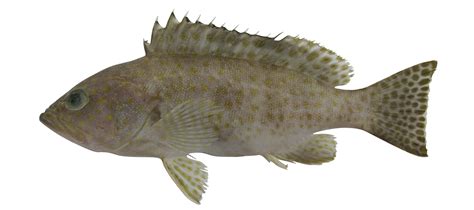 epinephelus bleekeri fishider