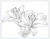 Coloring Lily Printable Flower Adult Colouring Drawing Drawn Add sketch template