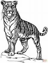 Coloring Tiger Pages Printable Drawing sketch template