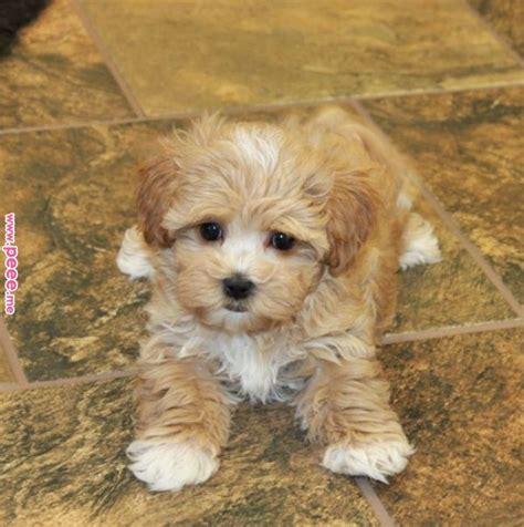 adorable maltipoo puppies  wwwcrpuppylovecom