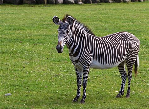 imagenes de zebras imagui