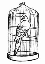 Cage Bird Coloring Pages Drawing Parrot Clipart Printable Jaula Color Getcolorings Getdrawings Designlooter Clipartmag Birdcage Paintingvalley sketch template