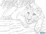 Justcoloringbook Lioness sketch template