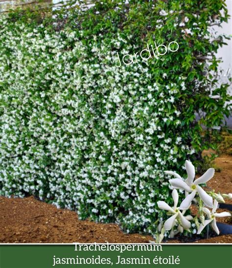jasmin etoile blanc persistanttrachelospermum jasminoides jardibo