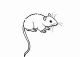 Coloring Pages Cartoon Mice Rats Comment Logged Must Post sketch template