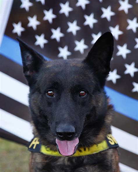 dare county sheriff s office mourns loss of k9 officer diablo big 94