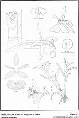 Dodson Difforme Epidendrum 1993 Hágsater Herbaria Amo Romanii Jimenez Drawing Type Website Group sketch template