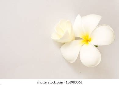 frangipani plumeria soft color style background stock photo