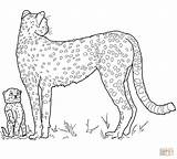 Cheetah Coloring Pages Baby Printable Mother Clipart Cute Silhouette Color Realistic Cliparts Supercoloring Mom Popular Webstockreview Library sketch template