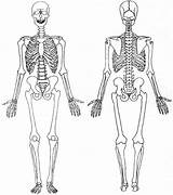 Squelette Humain Afblum Dorsale Esqueleto Anatomía sketch template