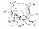 Coloring Anatomy Pages Skull System Skeletal Skeleton Bones Human Muscular Drawing Bone Diagram Getdrawings Printable Getcolorings Rocks Imagixs Thingkid Blank sketch template