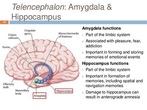 Amygdala Function Anatomy Pinterest Search