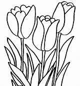 Mewarnai Tulip Mewarna Matahari Anak Tulipes Sketsa Marimewarnai Dengan Lukisan Menarik Coloriages Bermacam Contoh Boleh Cepat Tulipe Koleksi Fleur sketch template