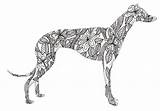 Greyhound Tattoo Doodle Flickr Dog Zentangle Bristol Board Whippet Ink Italian Saluki Whippets Dogs Foto Read Hound Sharing Grey Silhouette sketch template