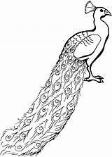 Peacock Clipart Drawing Coloring Library Cliparts Clip sketch template