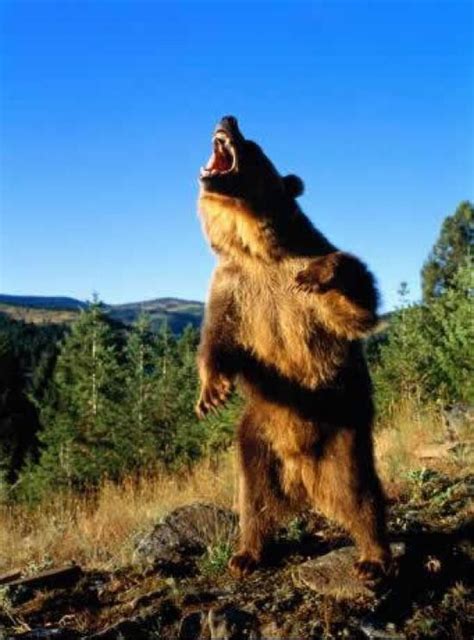 angry bear standing inspiration oksi pinterest bears