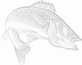 Walleye Fish Clipart Coloring Cliparts Library sketch template