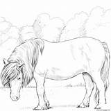 Coloring Pony Shetland Horse Pages Printable Horses Print sketch template