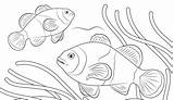 Ikan Mewarnai Hitam Sketsa Pesce Sungai Pez Payaso Mewarna Pagliaccio Clownfish Paud Dekoratif Laga Kumpulan Ilustrasi Diwarnai Hias Lukisan Hewan sketch template