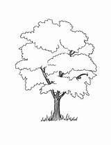 Tree Coloring Trees Pages Oak Drawing Apple African Book Printable Acacia Template Pine Kids Books Color Drawings Simple Colouring Family sketch template