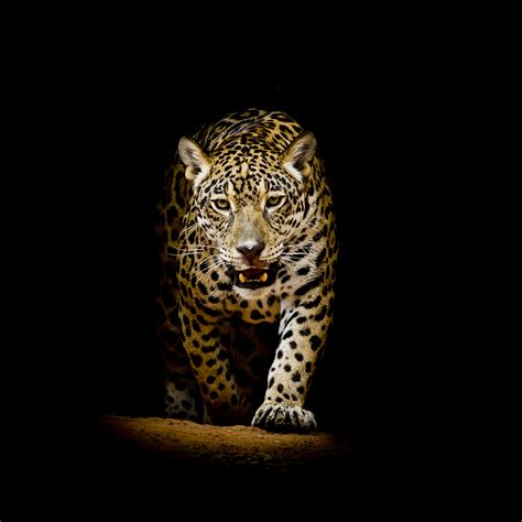 leopard  black background hd animals  wallpapers images backgrounds   pictures