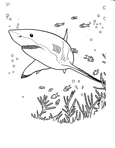 shark coloring pages  kids sharks kids coloring pages