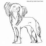 Chinese Crested Coloring Dog Color Pages Own Cute Drawings Adult Drawing Cat Choose Board sketch template