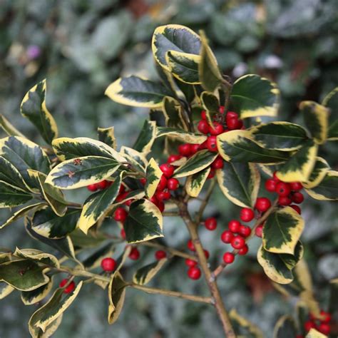 buy holly female ilex altaclerensis golden king  delivery