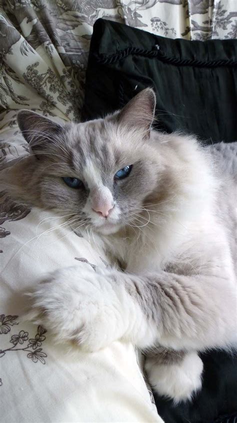 comparing ragdoll blue mitted  blue point    perfect