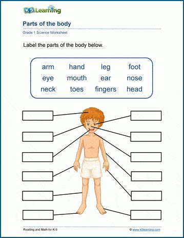 worksheets body parts printable worksheets